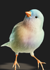 MyBird_333.PNG